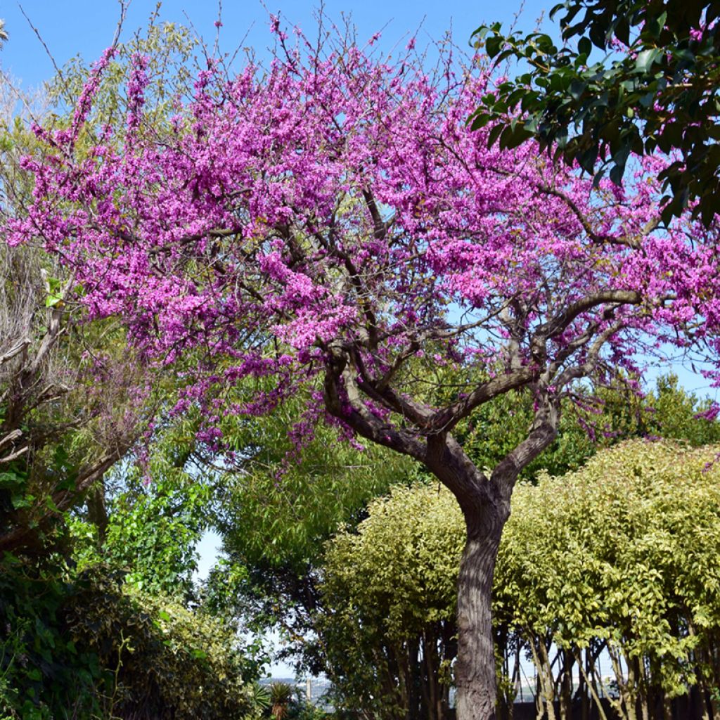 Judasbaum - Cercis siliquastrum