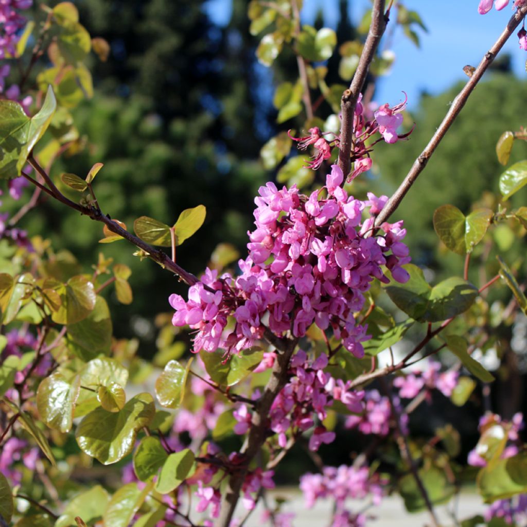 Cercis siliquastrum - Arbre de Judée