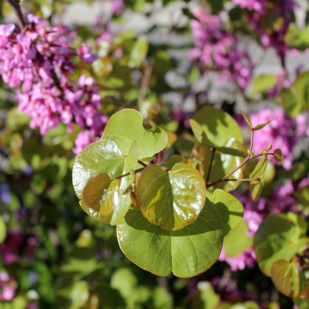 Judasbaum - Cercis siliquastrum