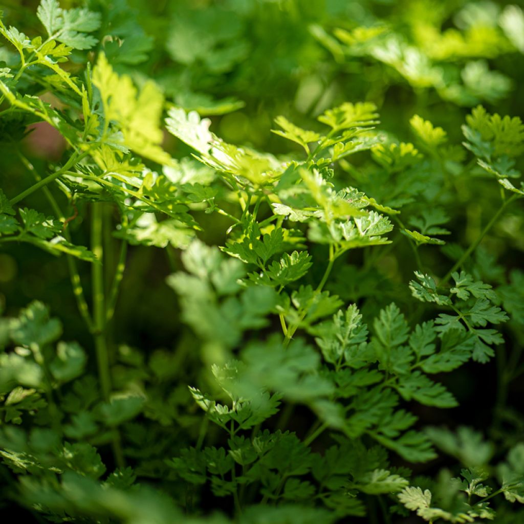 Garten-Kerbel Bio - Ferme de Sainte Marthe - Anthriscus cerefolium