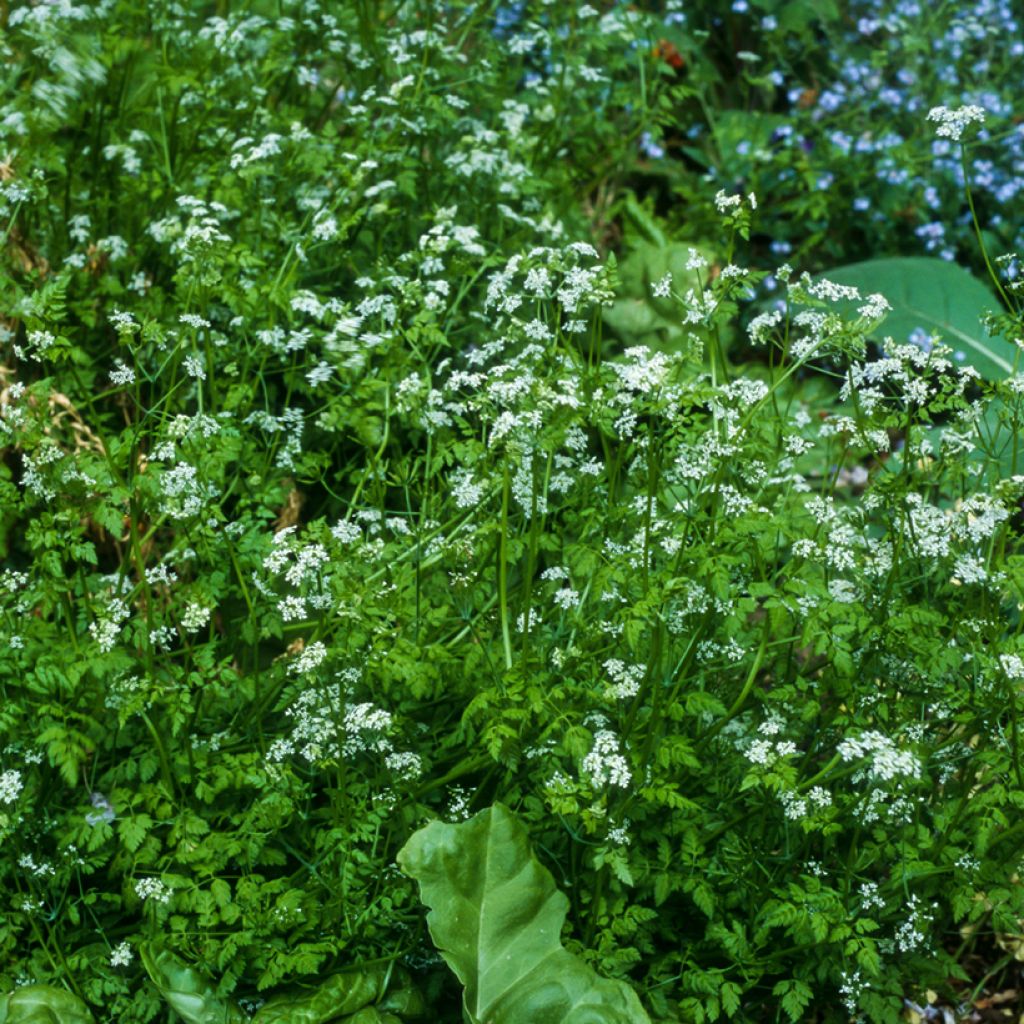 Garten-Kerbel Bio - Ferme de Sainte Marthe - Anthriscus cerefolium