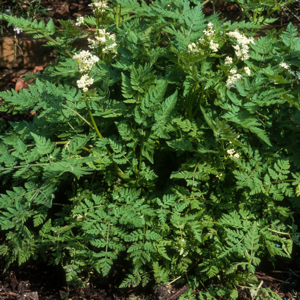 Garten-Kerbel - Anthriscus cerefolium