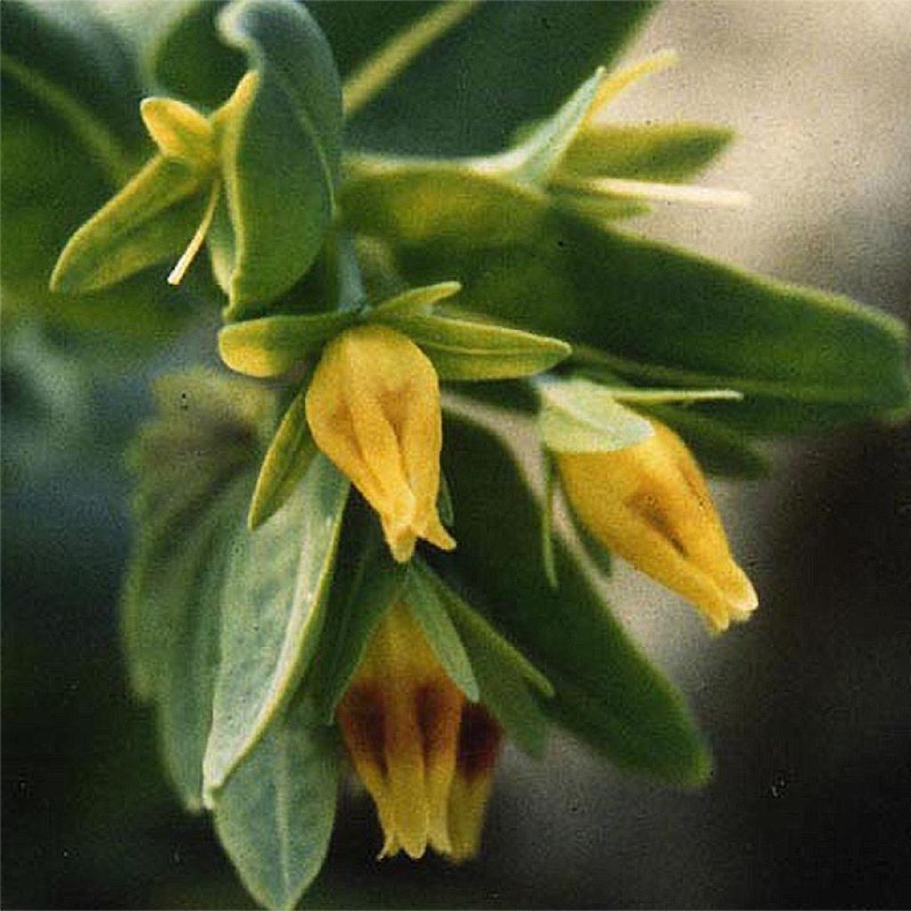 Cerinthe glabra - Alpen-Wachsblume