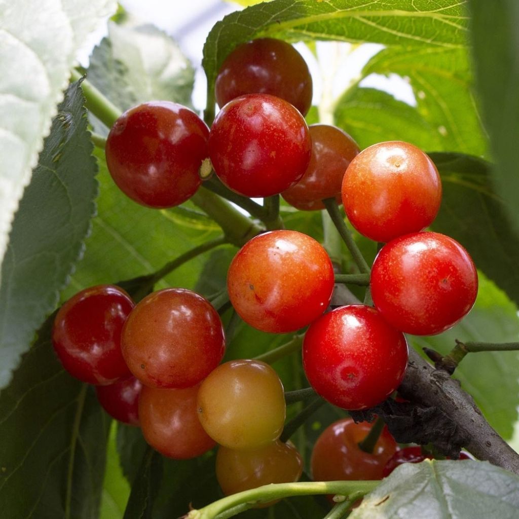 Süßkirsche Coeur de Pigeon - Prunus avium