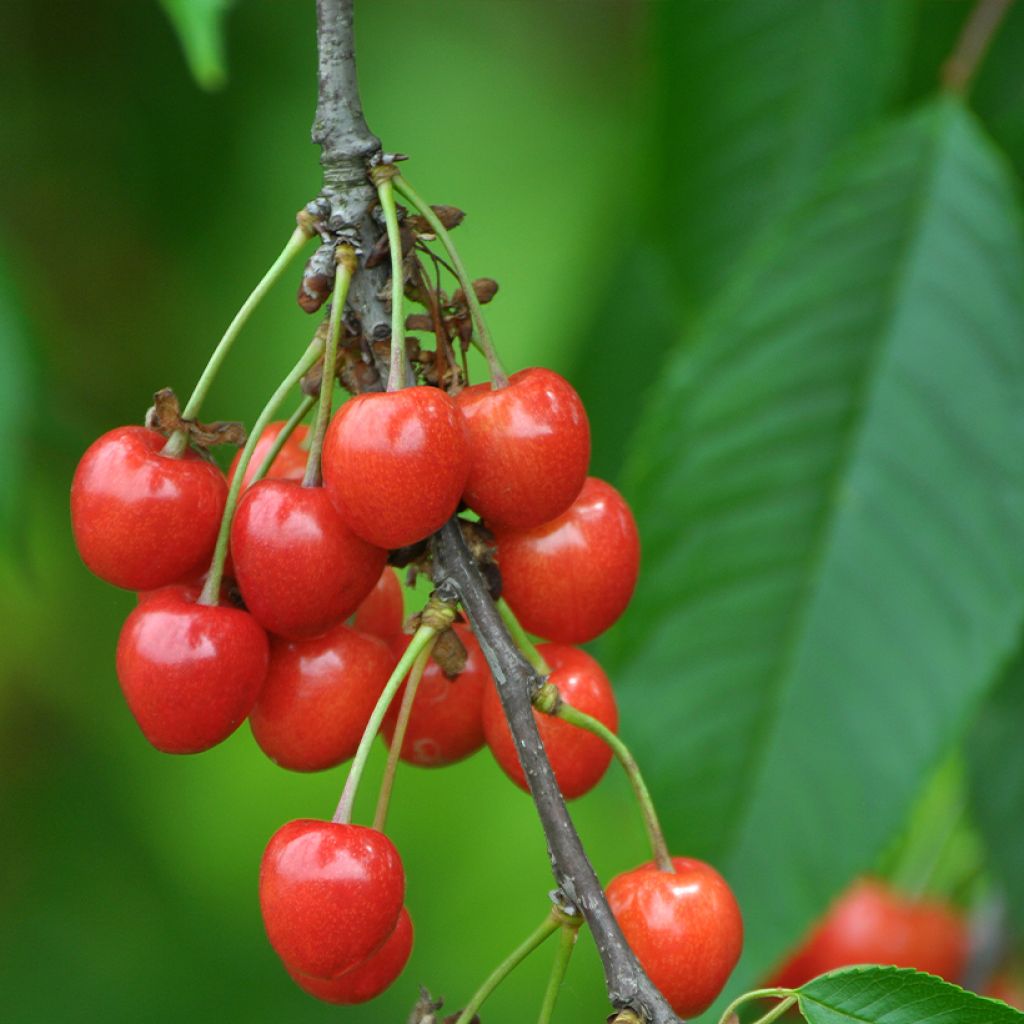 Süßkirsche Lapins - Prunus avium