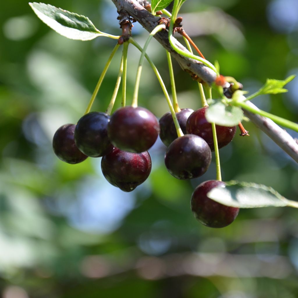 Süßkirsche Noir - Prunus avium