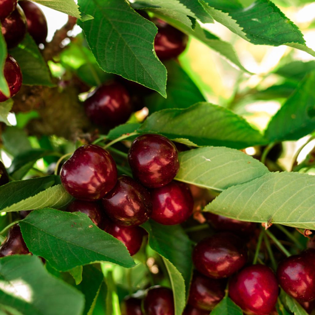 Süßkirsche Noir de Meched - Prunus avium