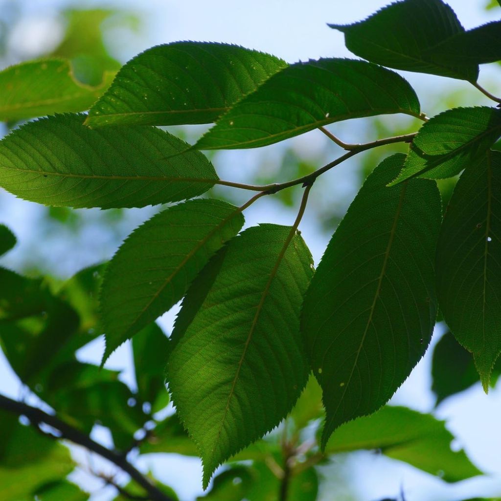 Cerisier Bigarreau Sunburst - Prunus cerasus