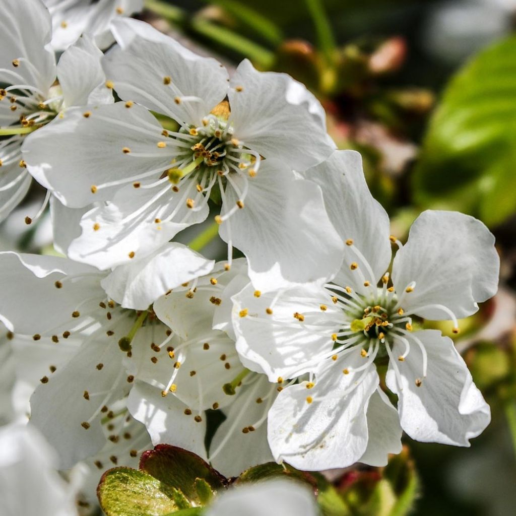 Cerisier Bigarreau Tardif de Vignola - Prunus cerasus