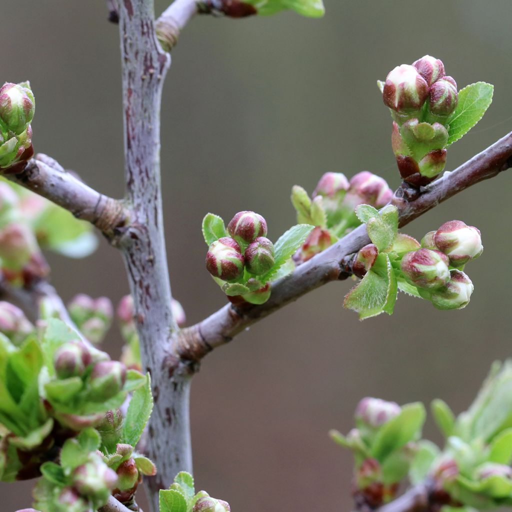 Sauerkirsche Kelleriis16 Bio - Prunus cerasus