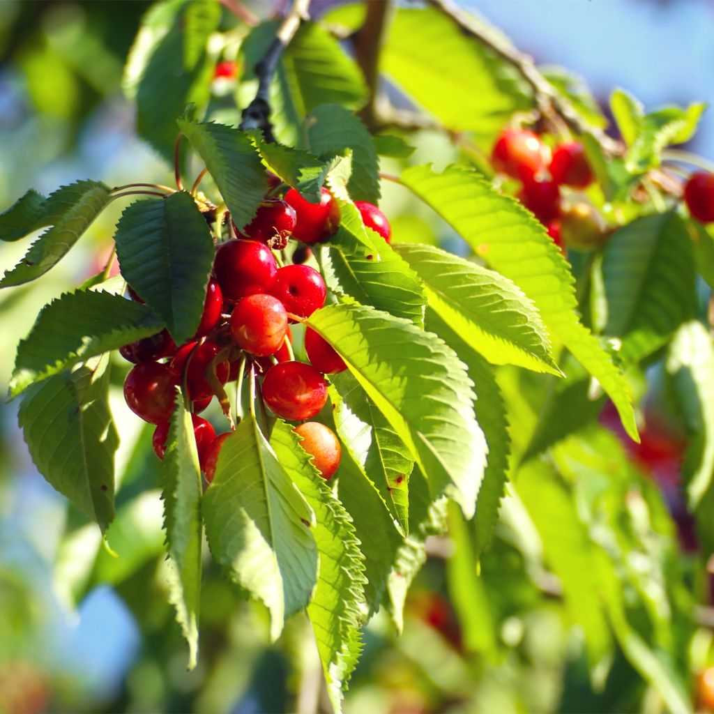 Cerisier Kelleriis 16 - Prunus cerasus