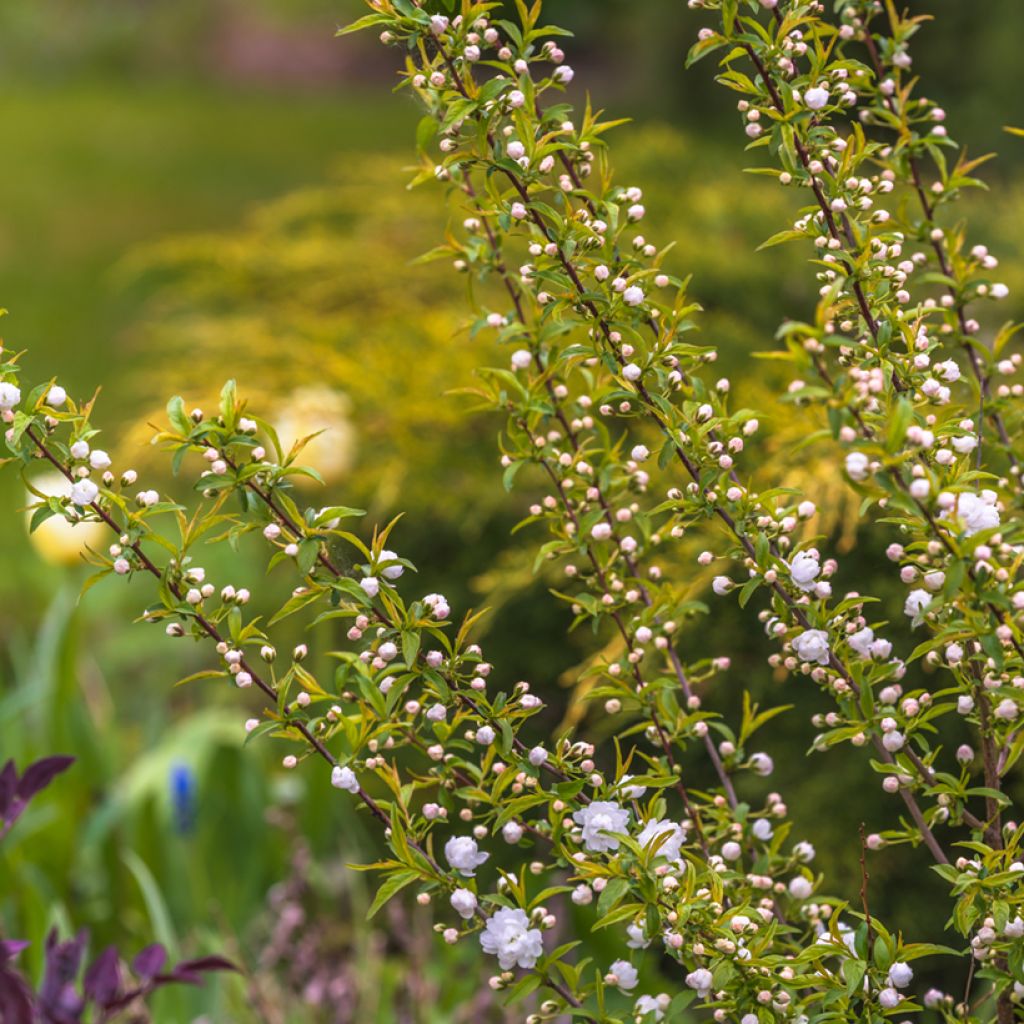 Drüsen-Kirsche Alba Plena - Prunus glandulosa