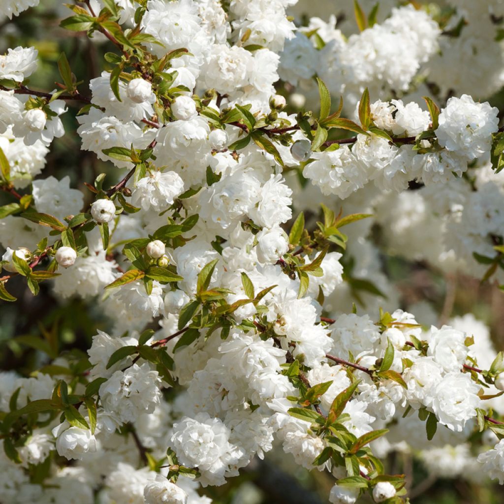 Drüsen-Kirsche Alba Plena - Prunus glandulosa