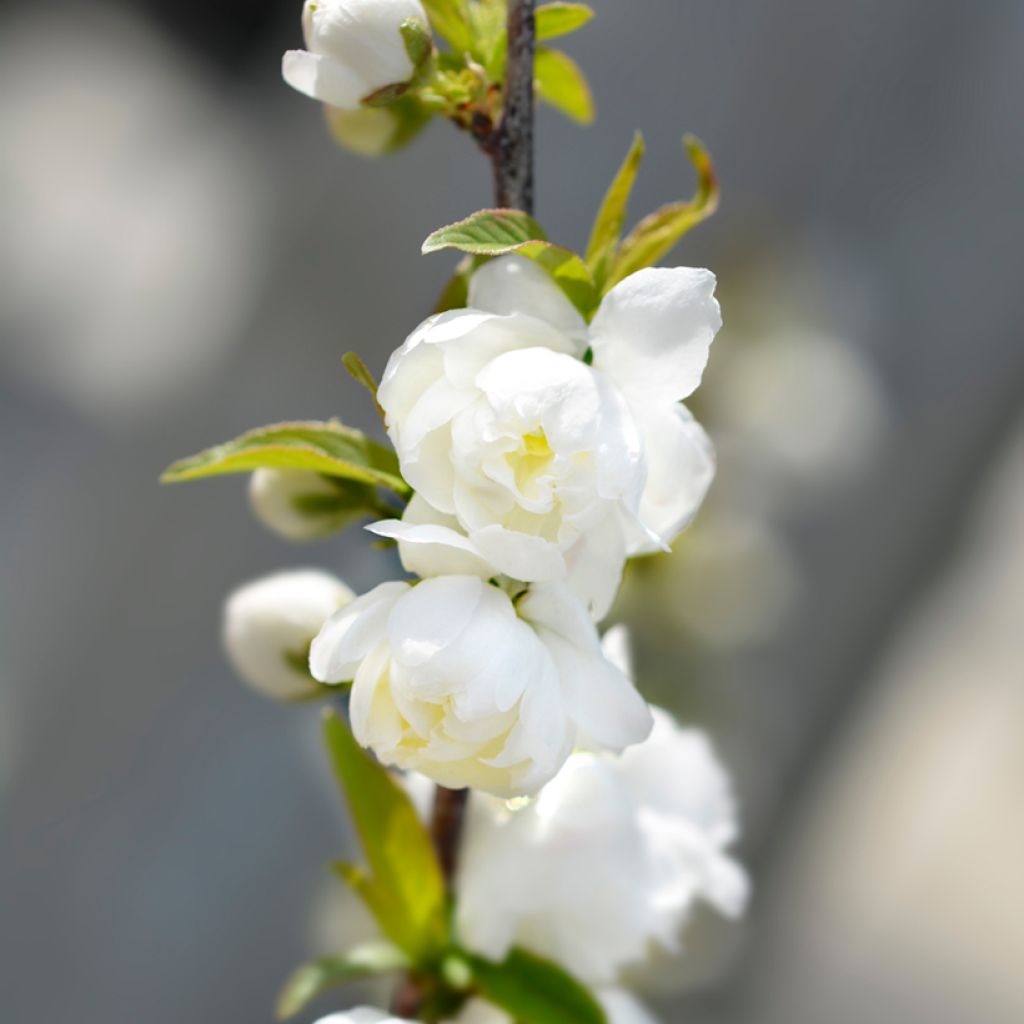 Drüsen-Kirsche Alba Plena - Prunus glandulosa