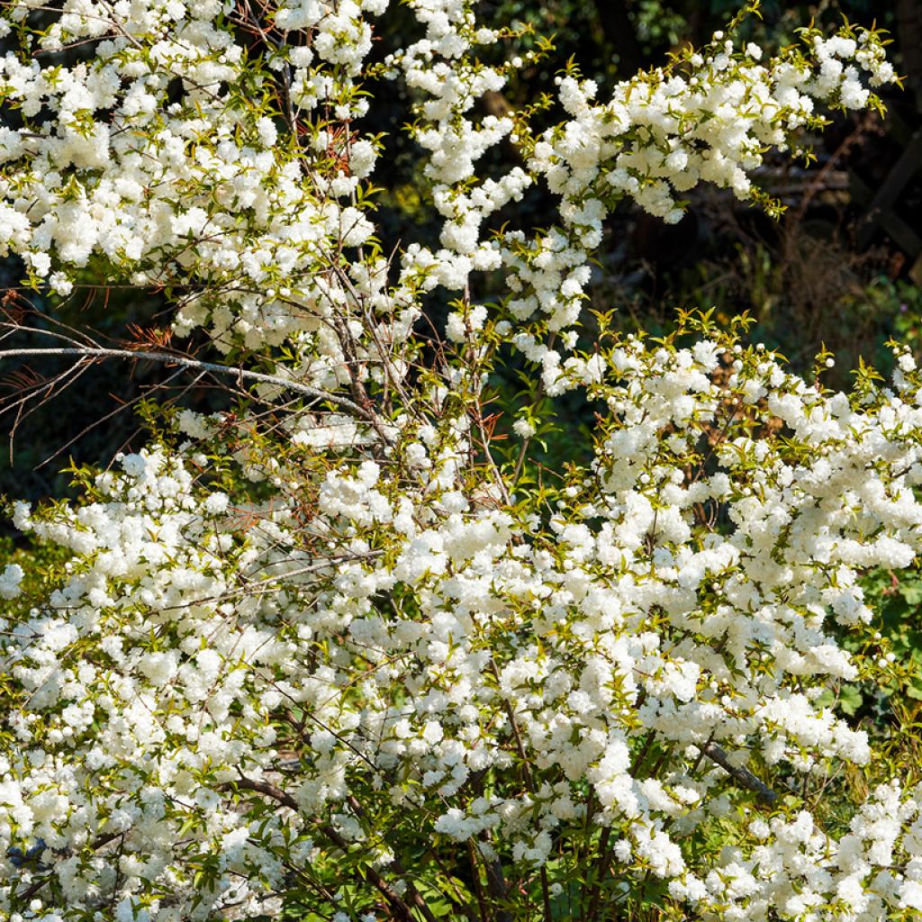 Drüsen-Kirsche Alba Plena - Prunus glandulosa