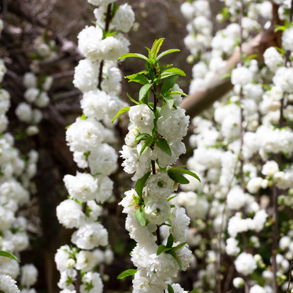 Drüsen-Kirsche Alba Plena - Prunus glandulosa