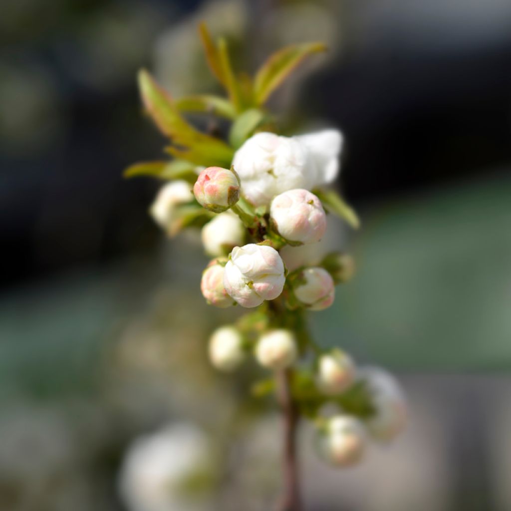 Drüsen-Kirsche Alba Plena - Prunus glandulosa