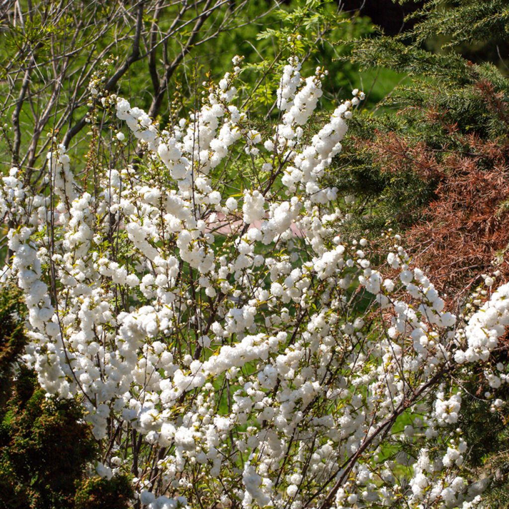 Drüsen-Kirsche Alba Plena - Prunus glandulosa