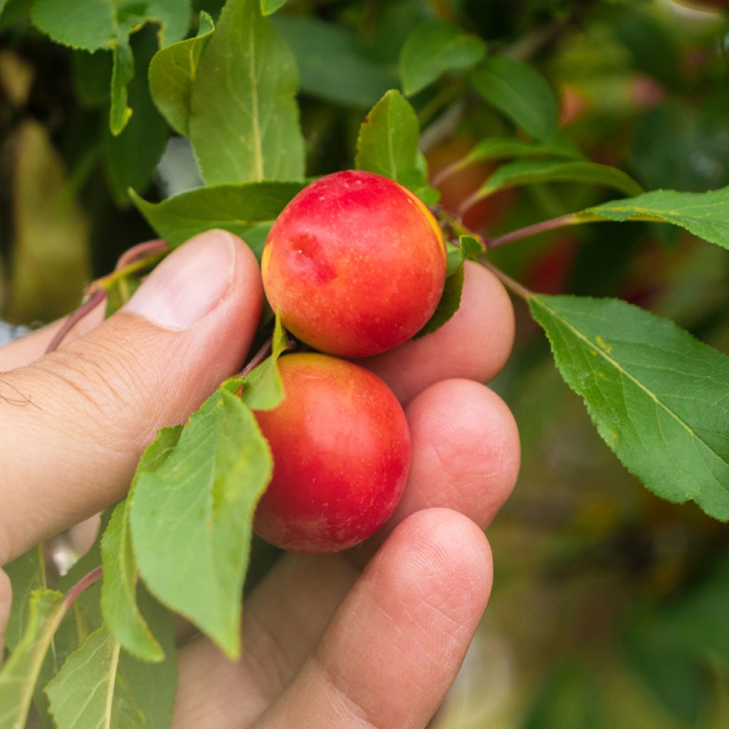 Kirsch-Pflaume - Prunus cerasifera