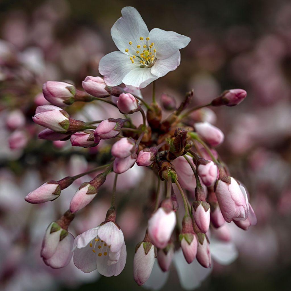 Zierkirsche Pandora - Prunus