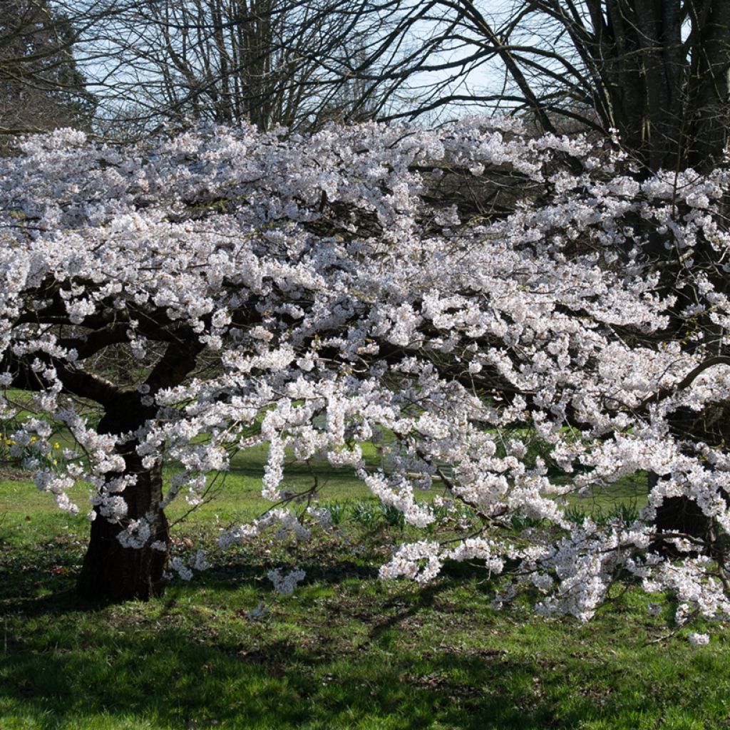 Zierkirsche Pandora - Prunus