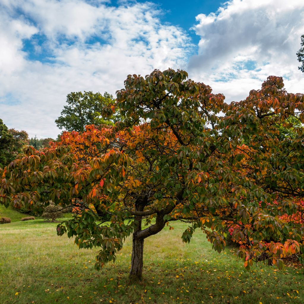 Zierkirsche Pandora - Prunus