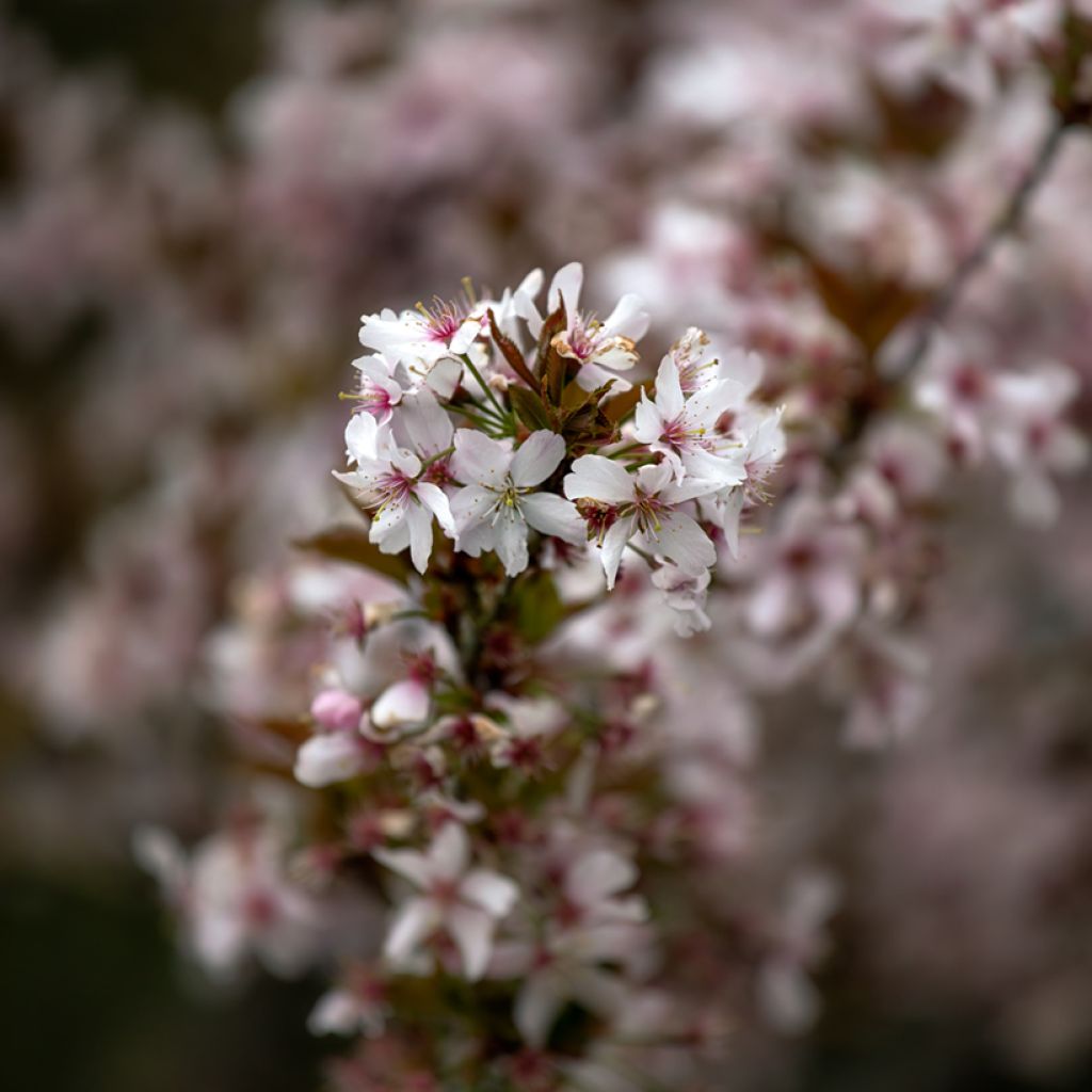 Zierkirsche Pandora - Prunus