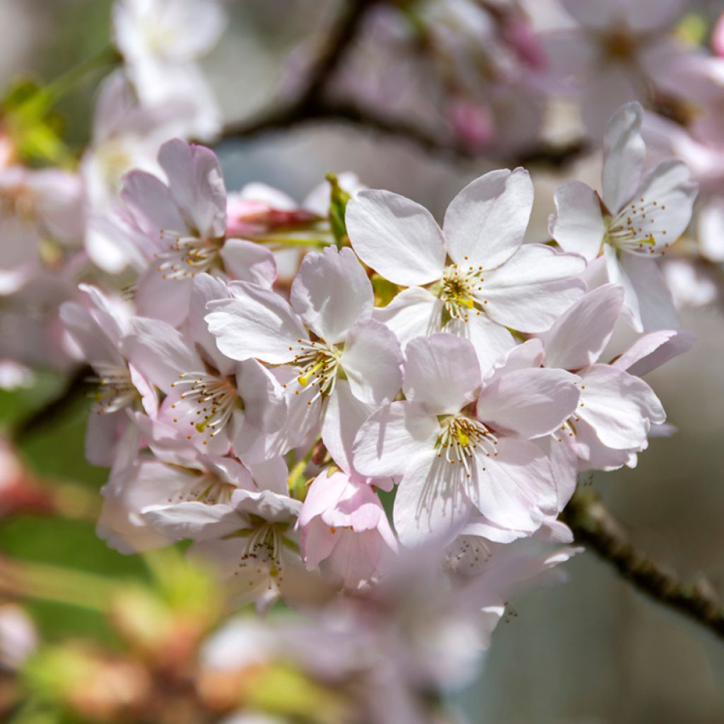 Zierkirsche Pandora - Prunus