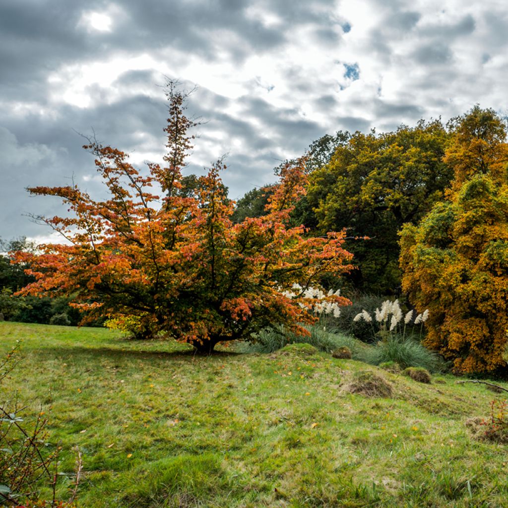 Zierkirsche Pandora - Prunus