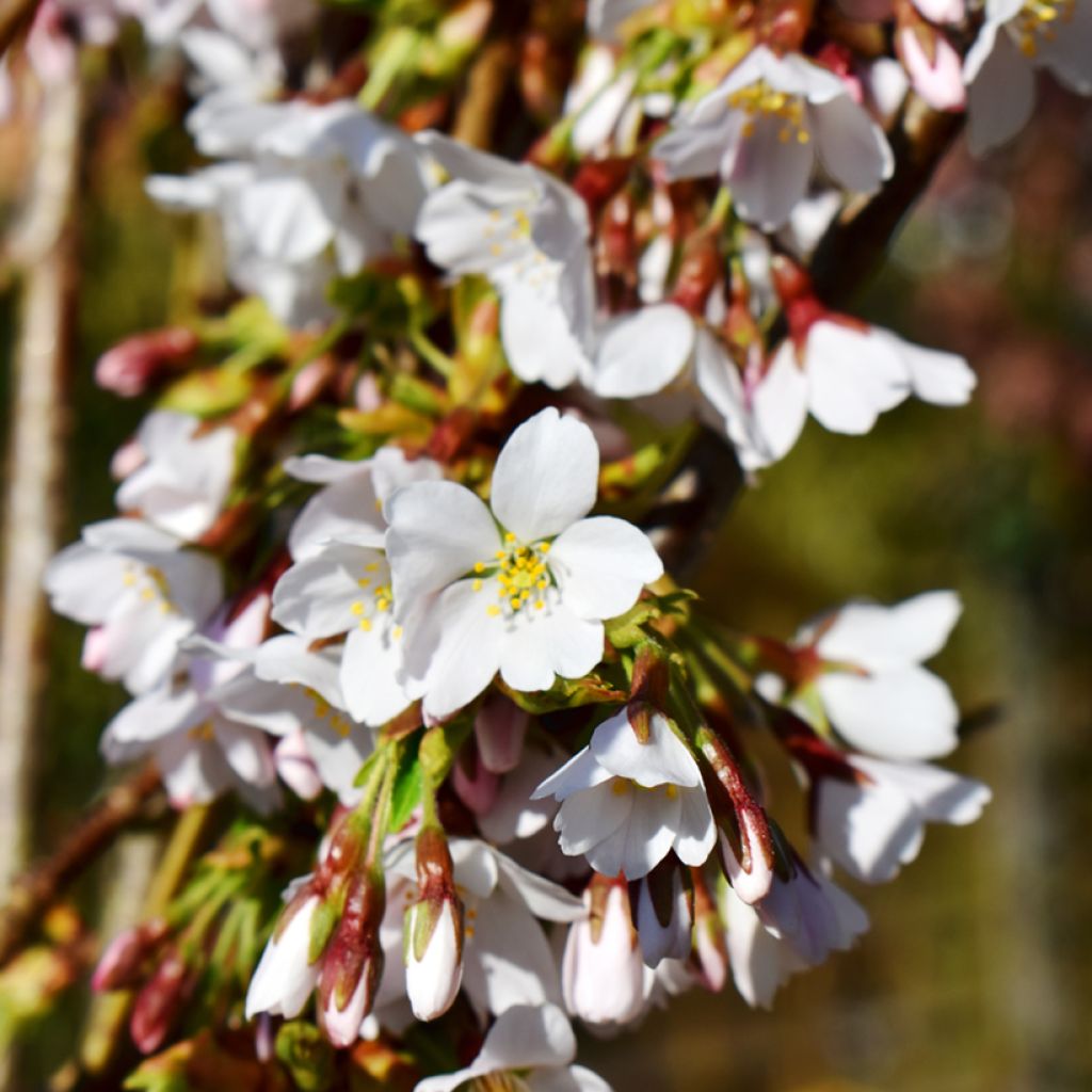 Zierkirsche Snow Fountains - Prunus