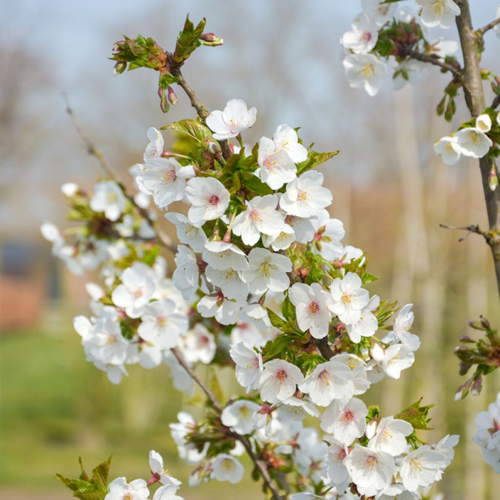 Zierkirsche Umineko - Prunus