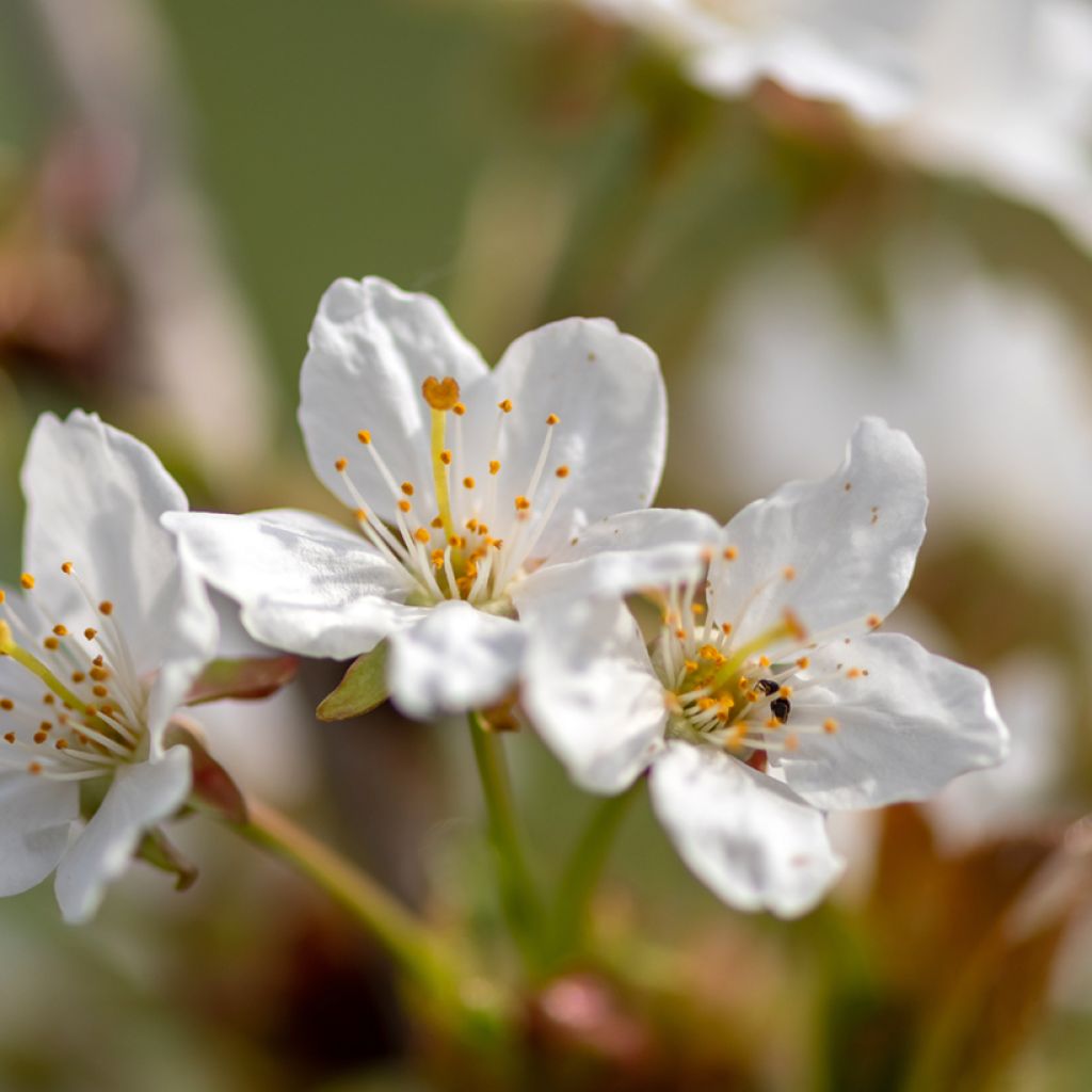 Zierkirsche Umineko - Prunus