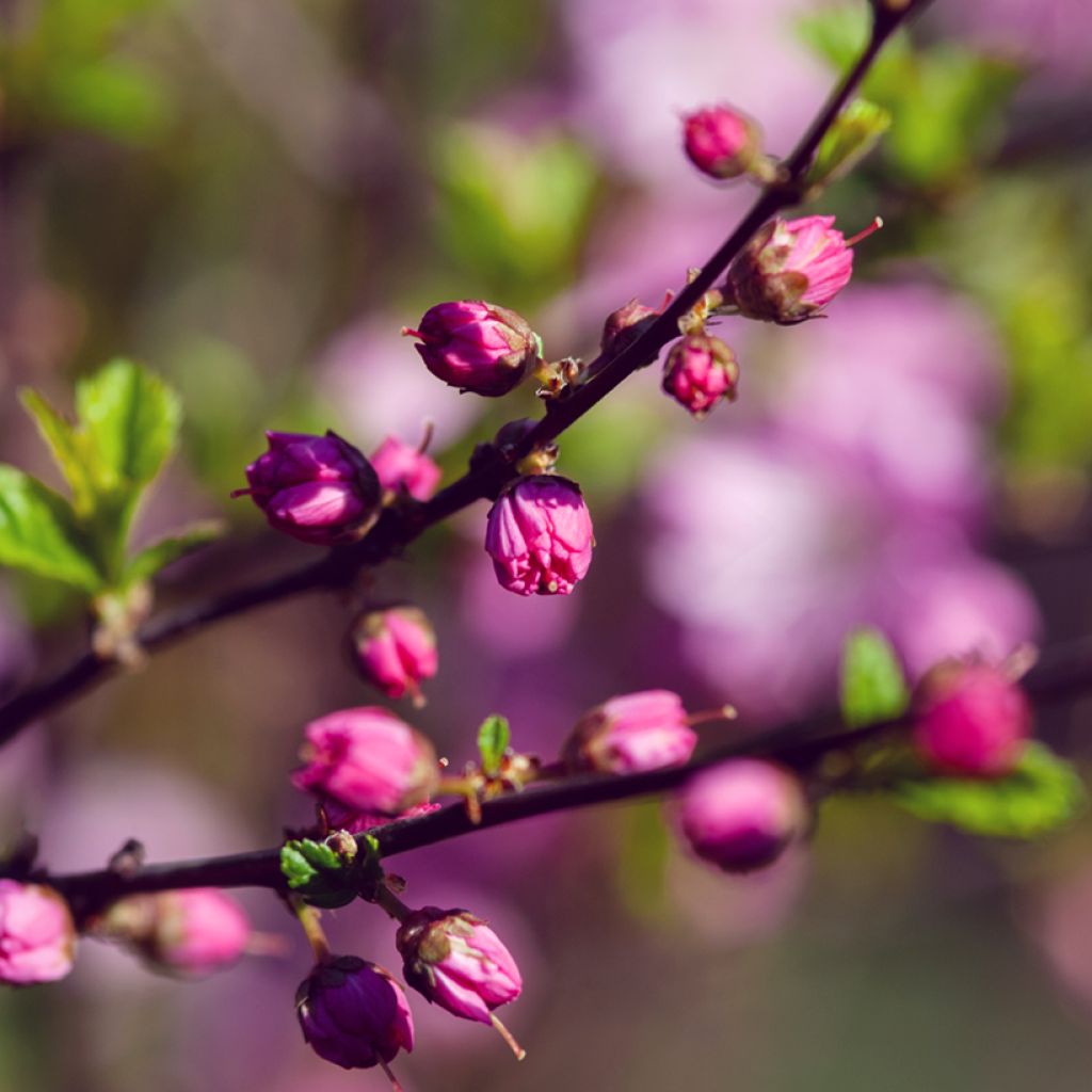 Drüsen-Kirsche Rosea Plena - Prunus glandulosa