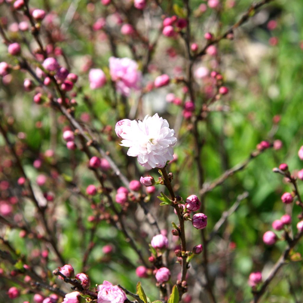 Drüsen-Kirsche Rosea Plena - Prunus glandulosa