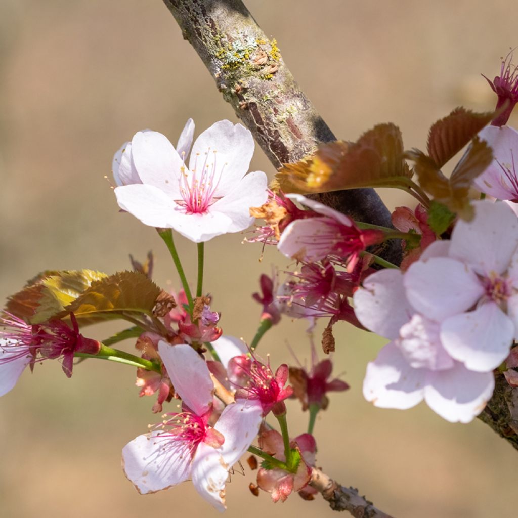 Hilliers Kirsche Spire - Prunus hillieri