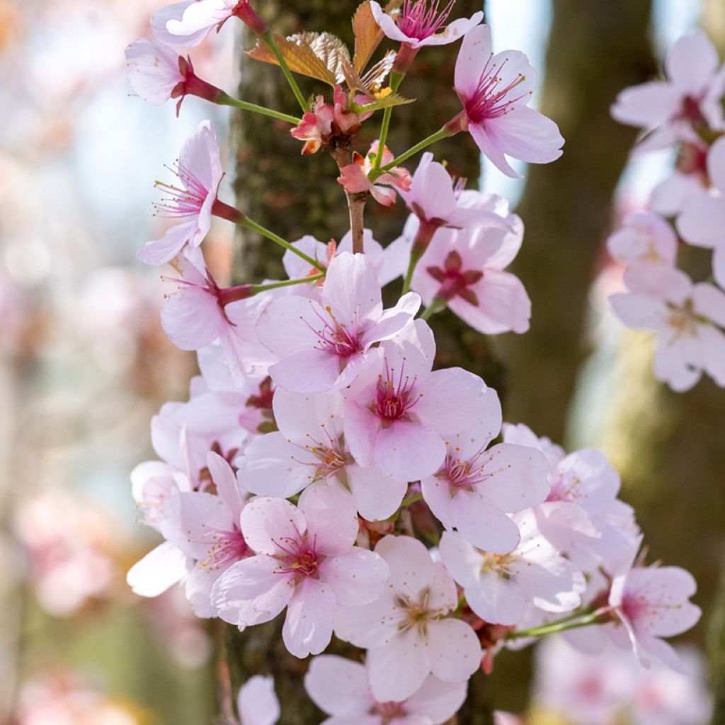 Hilliers Kirsche Spire - Prunus hillieri