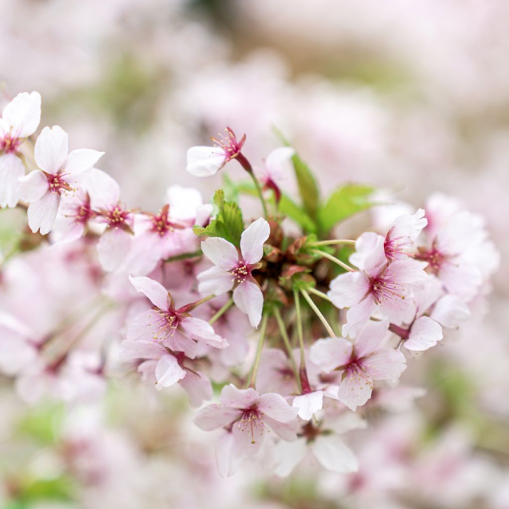 Kurilen-Kirsche Brillant - Prunus nipponica var. kurilensis