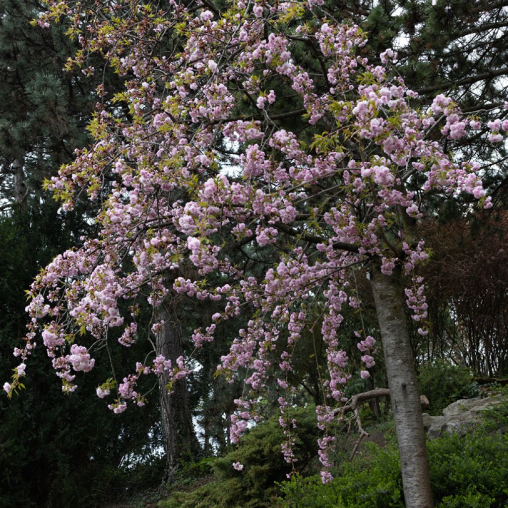 Zierkirsche Kiku-Shidare-Zakura - Prunus serrulata