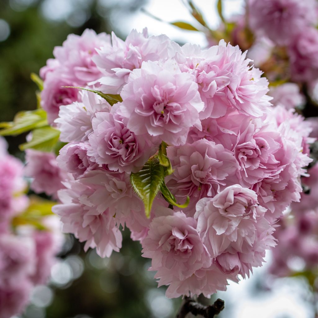 Zierkirsche Kiku-Shidare-Zakura - Prunus serrulata