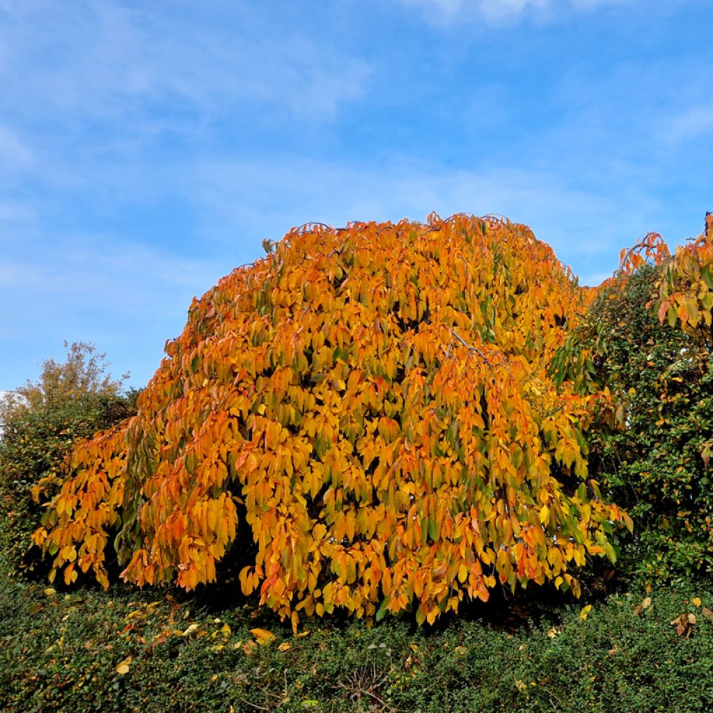 Zierkirsche Kiku-Shidare-Zakura - Prunus serrulata