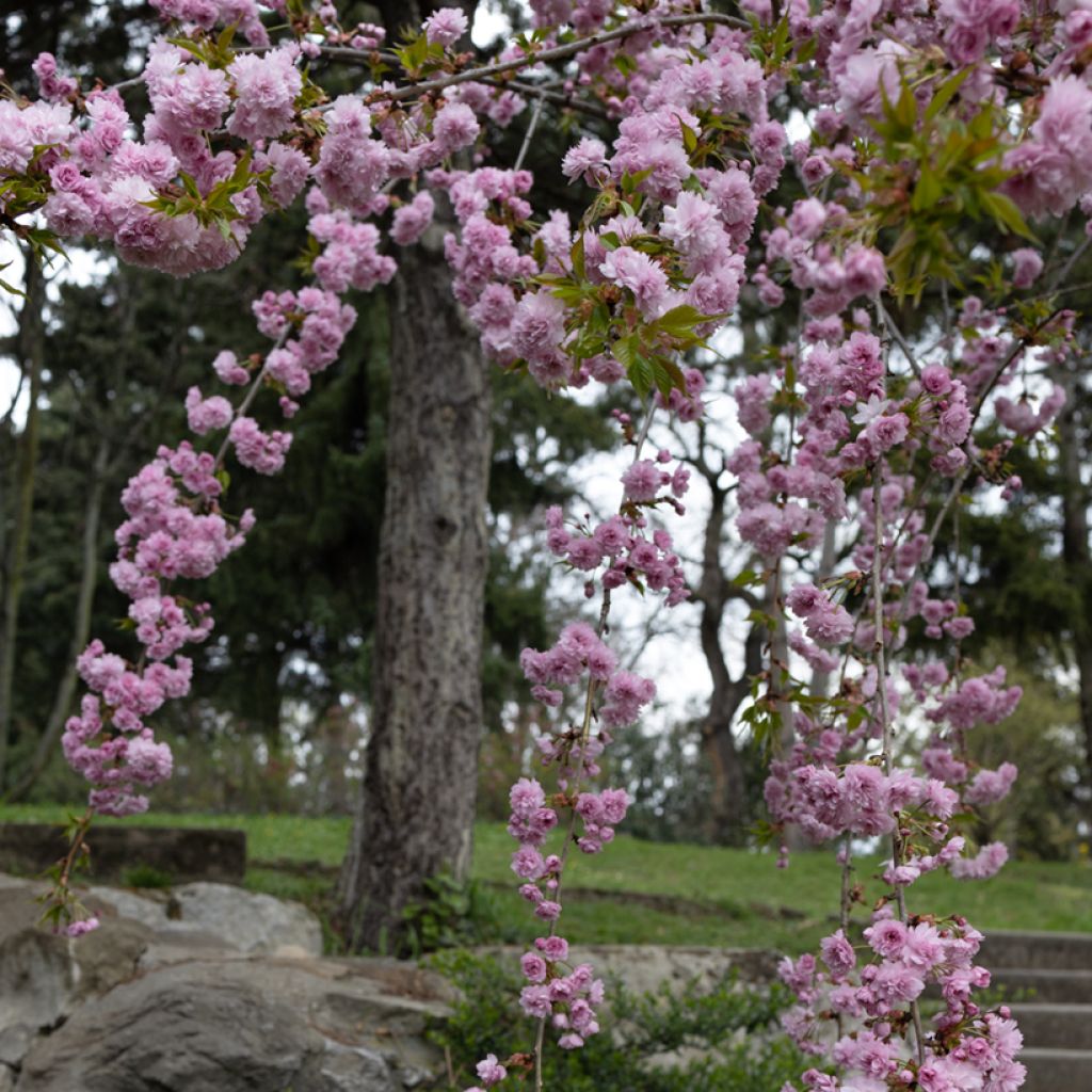 Zierkirsche Kiku-Shidare-Zakura - Prunus serrulata