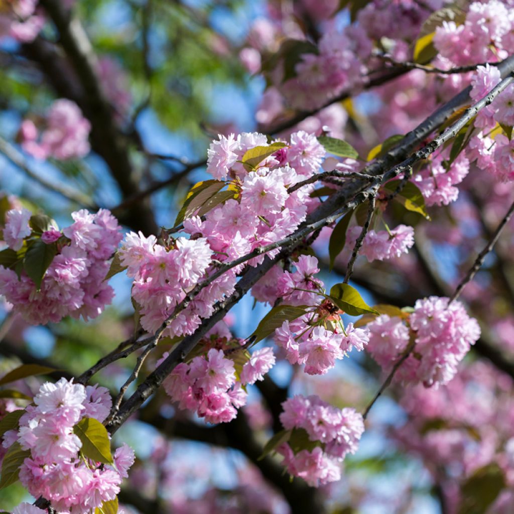 Zierkirsche Pink Perfection - Prunus serrulata