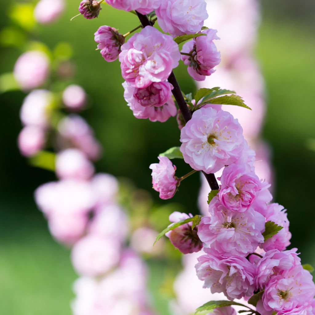 Zierkirsche Pink Perfection - Prunus serrulata