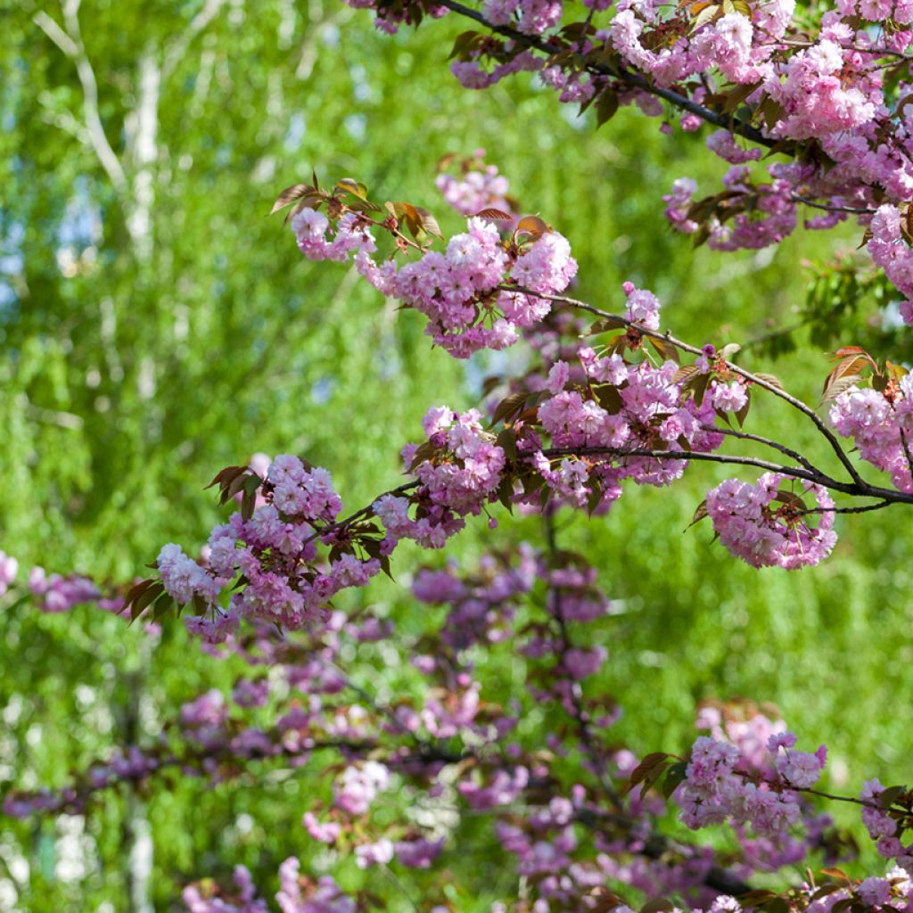 Zierkirsche Pink Perfection - Prunus serrulata