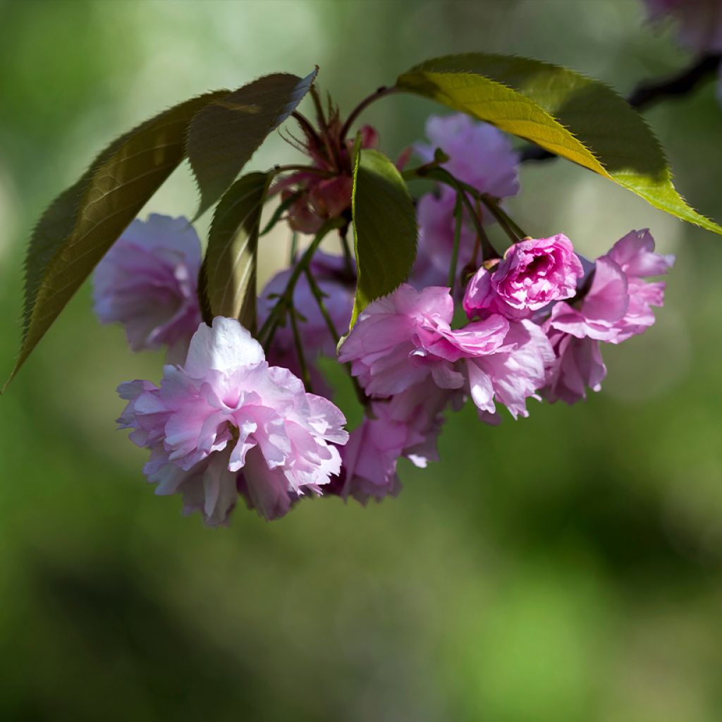 Zierkirsche Pink Perfection - Prunus serrulata