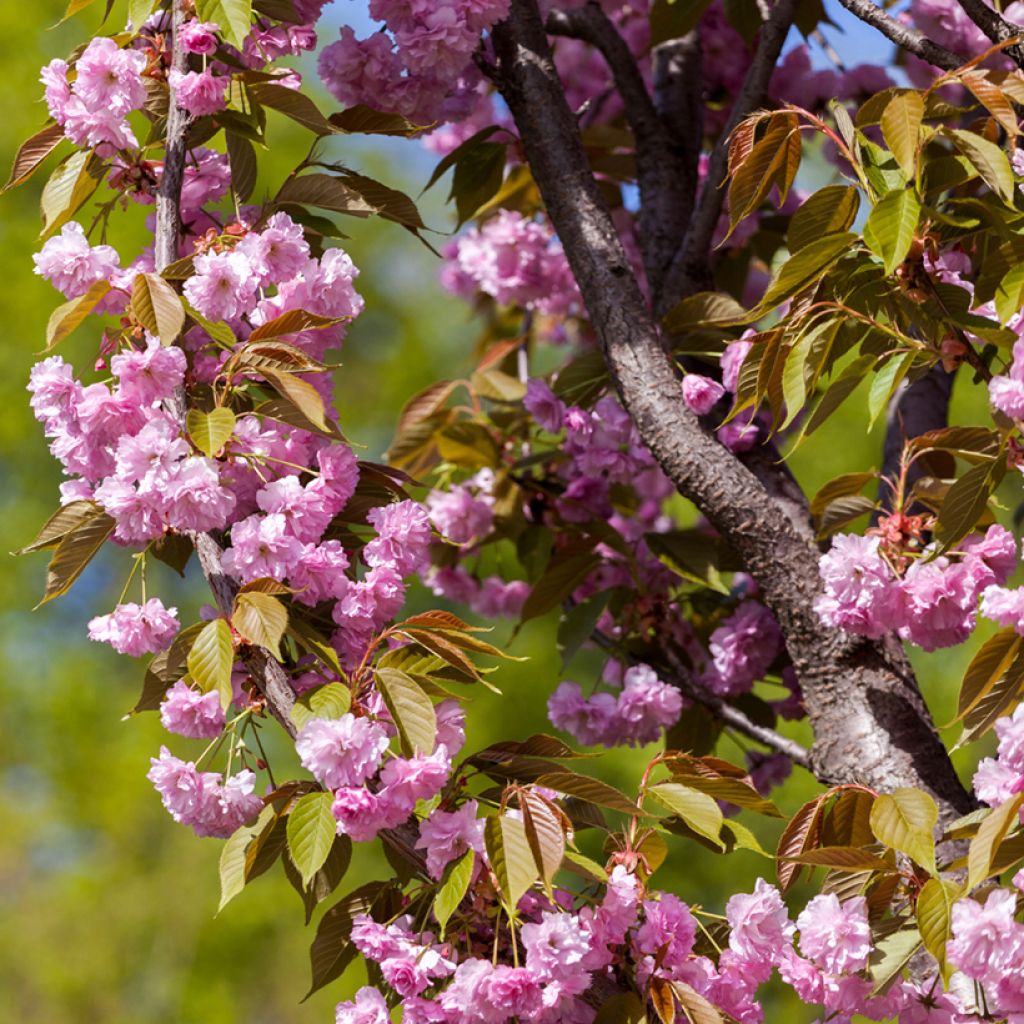 Zierkirsche Pink Perfection - Prunus serrulata