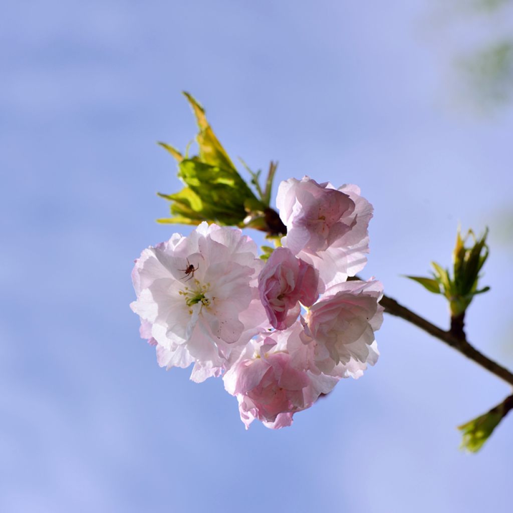 Zierkirsche Shirofugen - Prunus serrulata