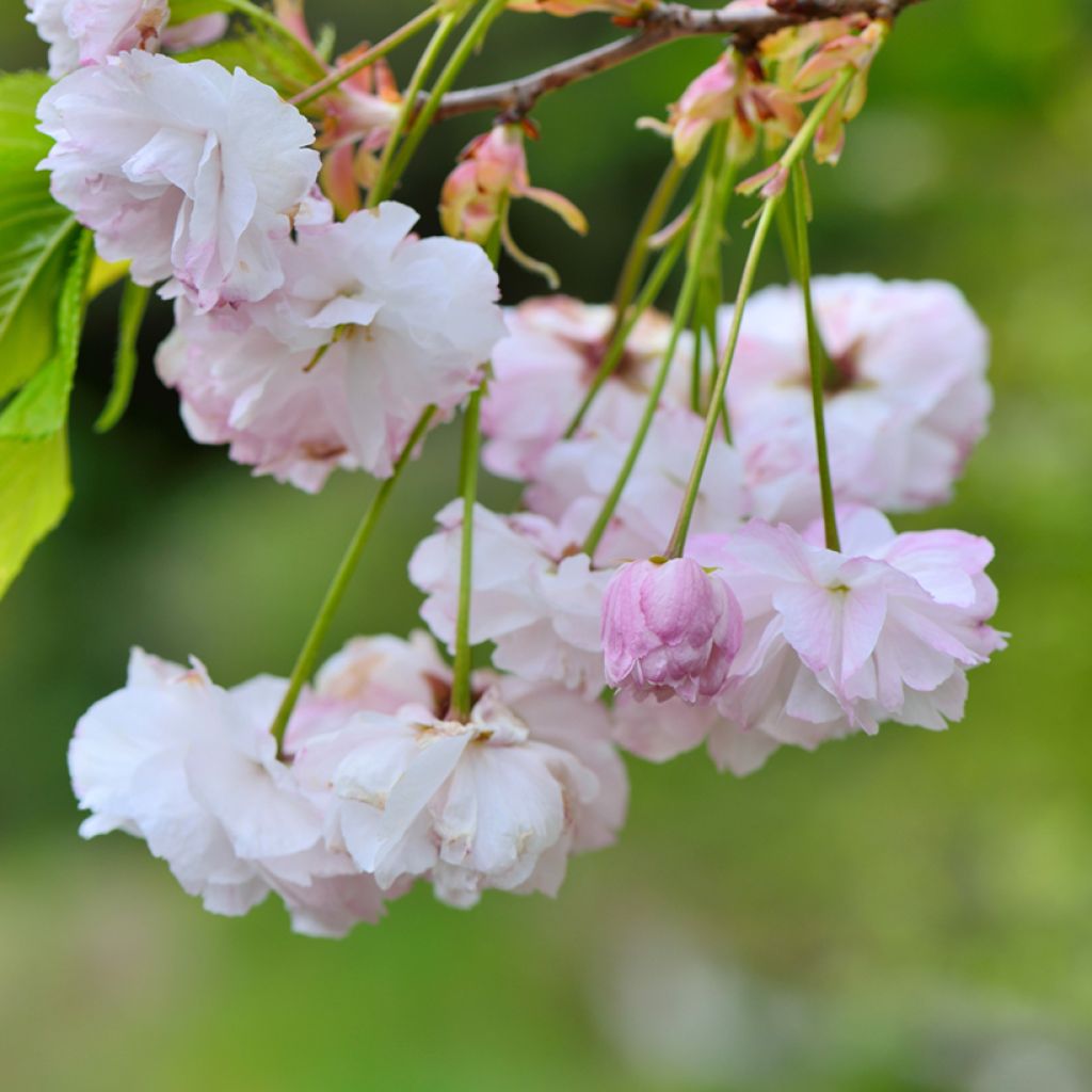 Zierkirsche Shirofugen - Prunus serrulata