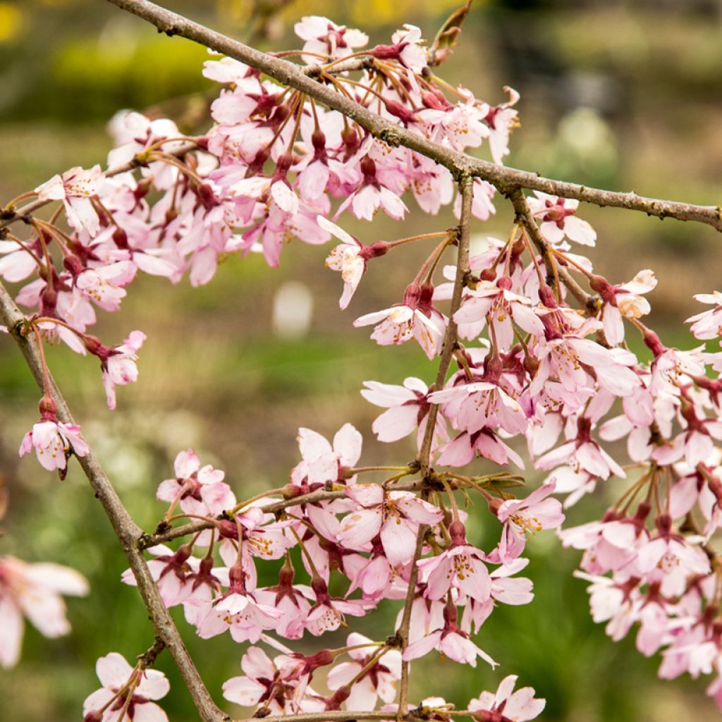 Zierkirsche Pendula Rubra - Prunus subhirtella