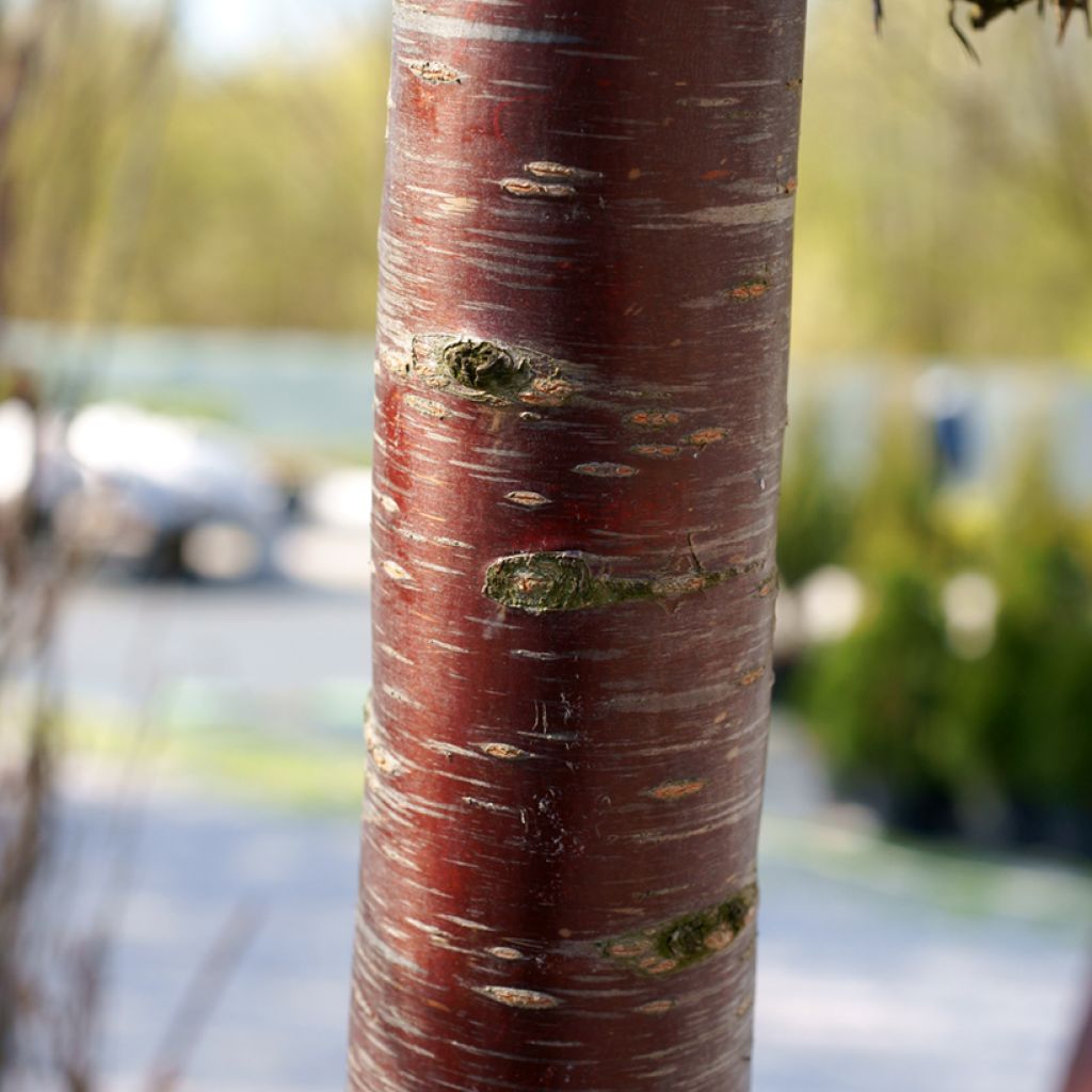 Zierkirsche Pendula Rubra - Prunus subhirtella